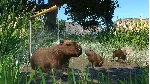 PLANET ZOO: ИЗДАНИЕ ULTIMATE EDITION XBOX SERIES S|X КЛ - irongamers.ru