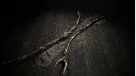 Hunt: Showdown 1896 - Last of the Herd DLC - STEAM RU