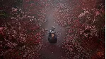 SILENT HILL f Standard\Deluxe STEAM АВТОДОСТАВКА 0% - irongamers.ru