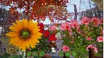 Bee Simulator: The Hive КЛЮЧ🔑 STEAM РФ+СНГ
