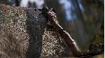 RUST CONSOLE EDITION X|S - FRONTIERSMAN PACK XBOX SERIE