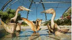 Jurassic World Evolution 3: Deluxe Upgrade Pack STEAM GIFT AUTO RU+МИР - irongamers.ru