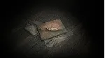Hunt: Showdown 1896 - Cry of the Caged Bird DLC