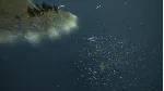 Seven Seas: Adventures - STEAM GIFT РОССИЯ