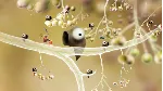 Botanicula Epic Games АККАУНТ НОВЫЙ+ПОЧТА - irongamers.ru