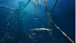 Freediving Hunter: Spearfishing the World Xbox One|X|S - irongamers.ru