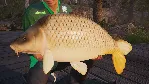 ✅ Fishing Sim World: Pro Tour + The Catch: Carp &  Xbox
