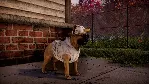 Animal Shelter 2 EU Steam КЛЮЧ ЕВРОПА - irongamers.ru