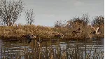 BULT: Hunting simulator АВТОДОСТАВКА STEAM GLOBAL МГНОВЕННО ЛИЦЕНЗИЯ