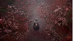 SILENT HILL f - Steam Gift - irongamers.ru