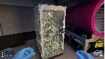 Cash Cleaner Simulator - Steam Gift - irongamers.ru