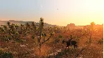 Red Dead Redemption - Steam Gift