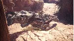 Monster Hunter: World - Steam Gift