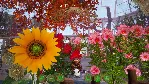 BEE SIMULATOR: THE HIVE - DELUXE EDITION XBOX SERIES S|