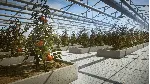 ✅ ❤ ️PURE FARMING 2018❤ ️XBOX ONE|XS🔑 КЛЮЧ✅ 