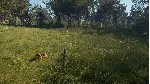theHunter: Call of the Wild™ - Bloodhound DLC - STEAM - irongamers.ru