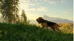 theHunter: Call of the Wild™ - Bloodhound DLC - STEAM - irongamers.ru