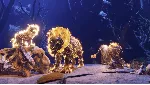 ARK Fantastic Tames - Pyromane XBOX На Любой Регион
