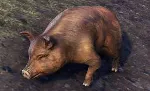 Bristlegut Piglet (pet) + 15 days ESO Plus + 750 Crown - irongamers.ru