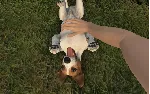Pets Hotel КЛЮЧ🔑 STEAM ВСЕ СТРАНЫ