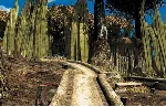 Riven: The Sequel to MYST 1997 АВТОДОСТАВКА STEAM GLOBAL МГНОВЕННО ЛИЦЕНЗИЯ - irongamers.ru