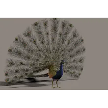Павлин 3D модель