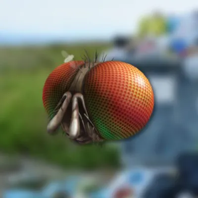 Код Roblox ⭐ Freaky Fly Face - irongamers.ru