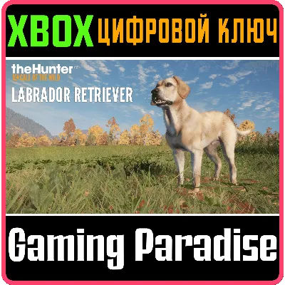 THEHUNTER: CALL OF THE WILD - LABRADOR RETRIEVER XBOX - irongamers.ru