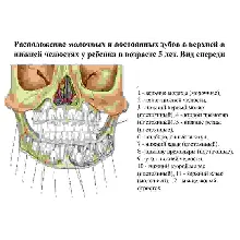 Анатомия зубов человека