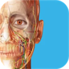 3D Dental Anatomy Human Anatomy Atlas ✅ Microsoft Store