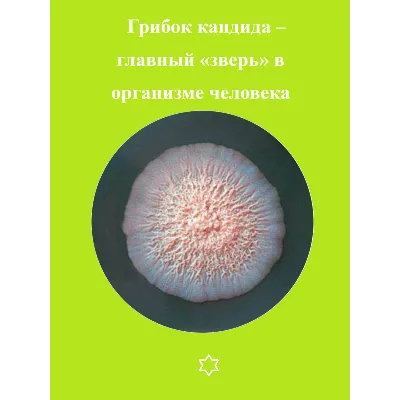 Грибок кандида – главный «зверь» в организме человека - irongamers.ru