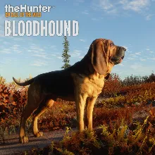 theHunter: Call of the Wild™ - Bloodhound | XBOX | На любой аккаунт