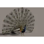 Павлин 3D модель