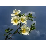 Белый шиповник (Юнона и Авось)  - ноты табы