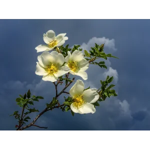 Белый шиповник (Юнона и Авось)  - ноты табы