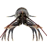 Лобстер 3D модель