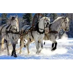 Романс В Лунном сиянии снег серебрится - ноты, табы