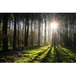 Беловержская пуща на одной гитаре - ноты, табы