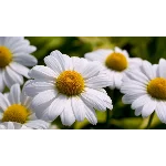 Ромашка Белая, Лепесточки Нежные