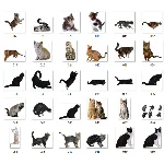 100+ Картинок Кошек в Формате PNG с Прозрачным Фоном