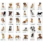 Название продукта: 200+ Картинок Собак в Формате PNG