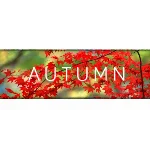 Autumn (STEAM KEY/REGION FREE)