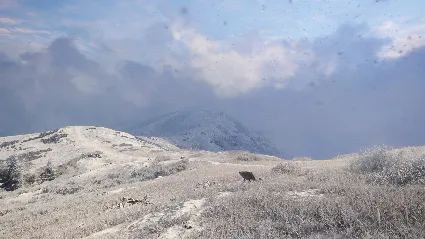 theHunter: Call of the Wild - Sundarpatan Nepal Hunting Reserve DLC EU Steam КЛЮЧ