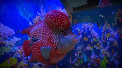 Aquarist - Asian Fish DLC - STEAM GIFT РОССИЯ