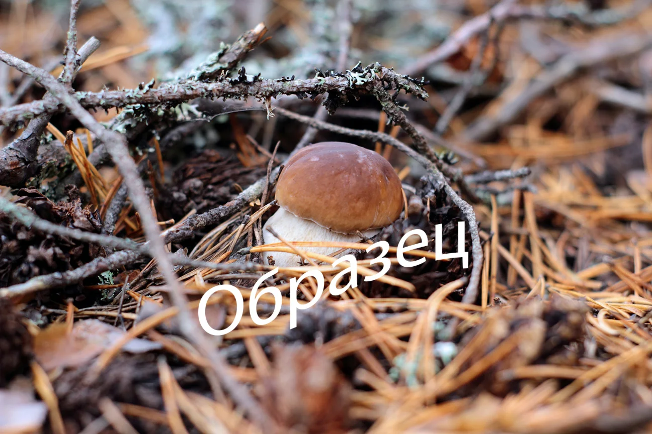 Фото белого гриба