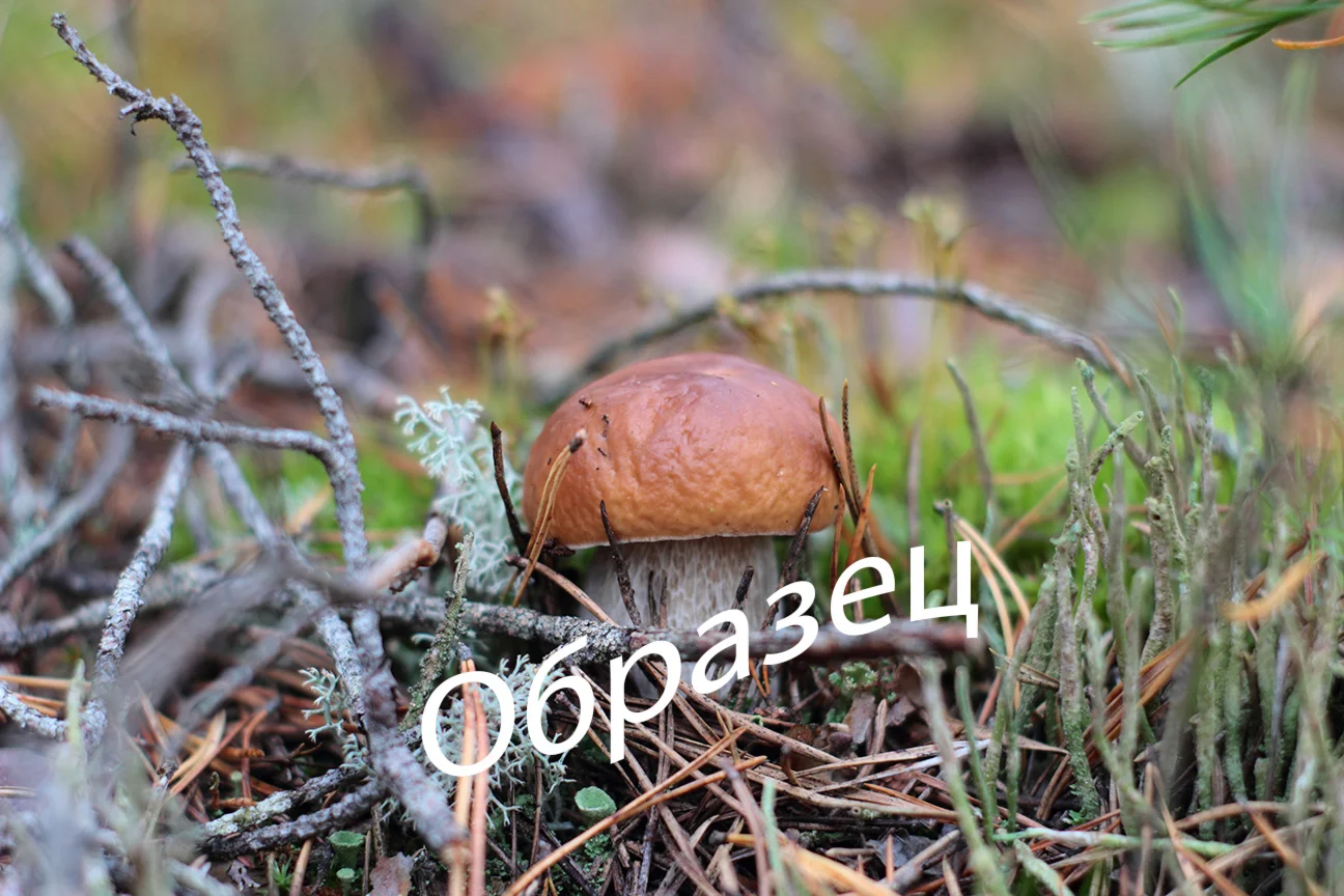 Фото белого гриба