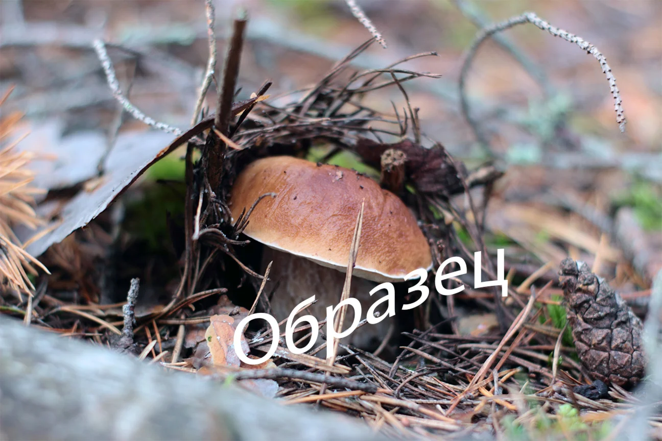 Фото белого гриба