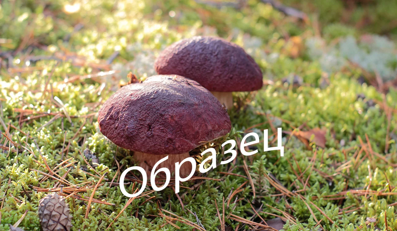 Фото белого гриба