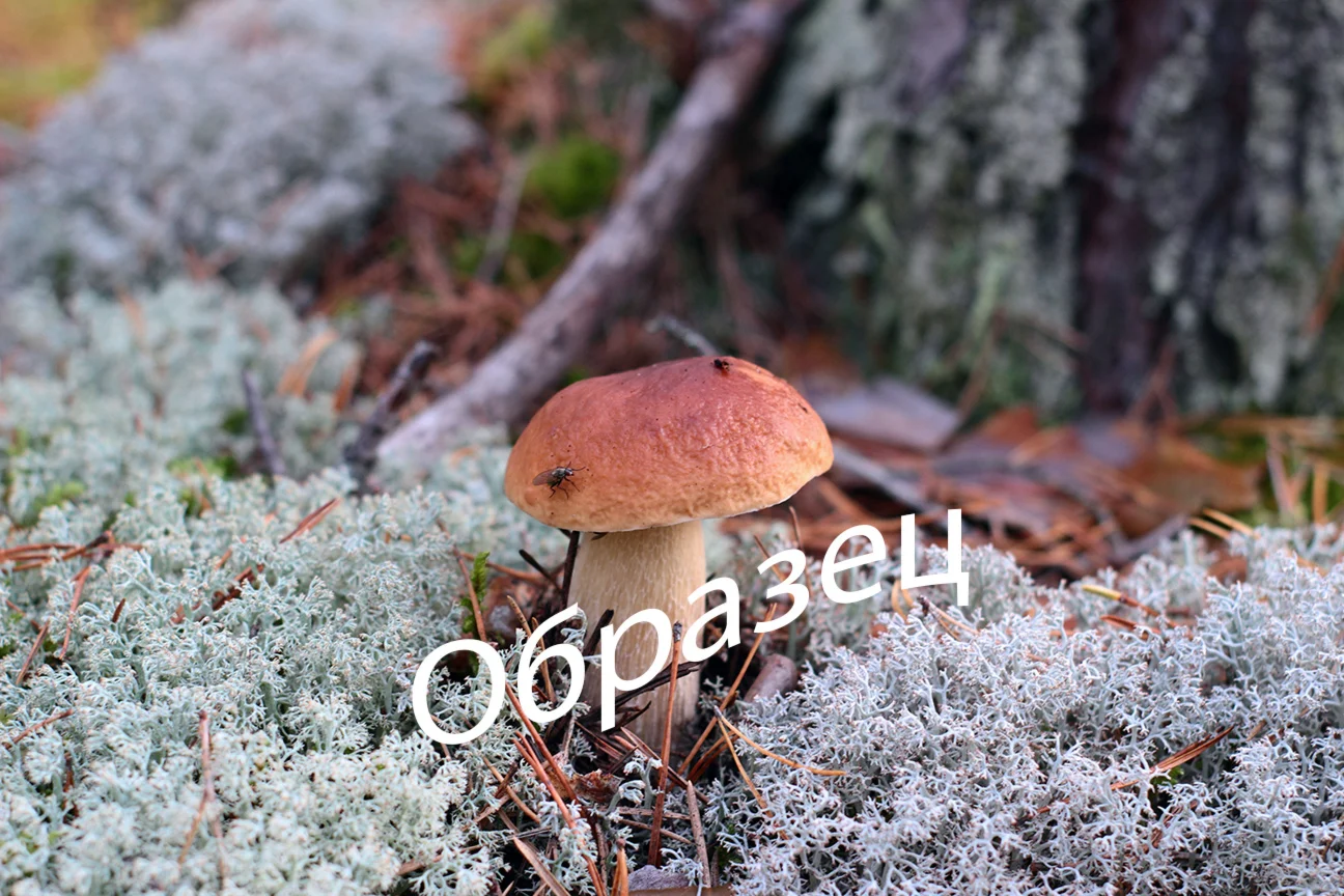 Фото белого гриба