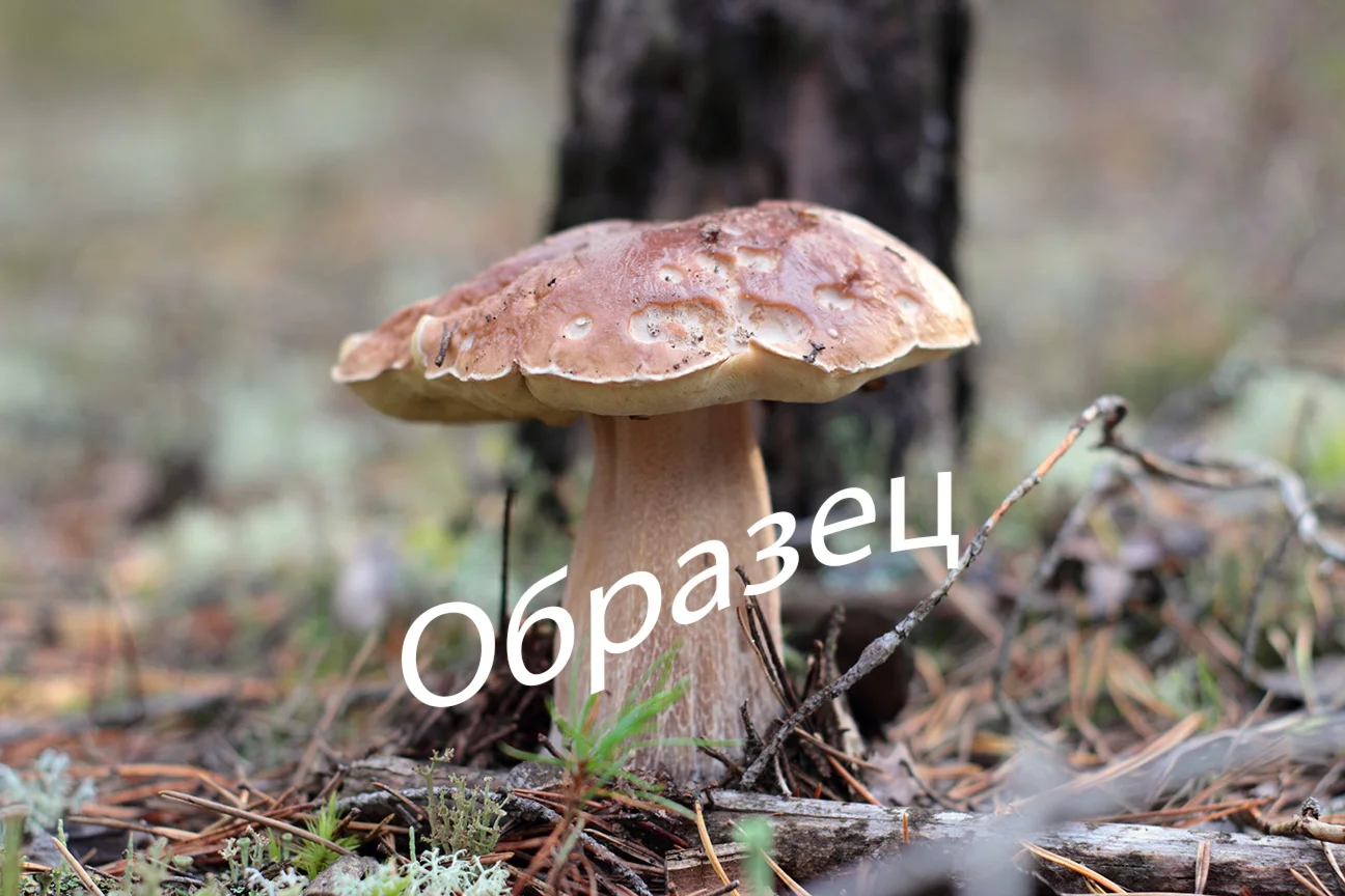 Фото белого гриба